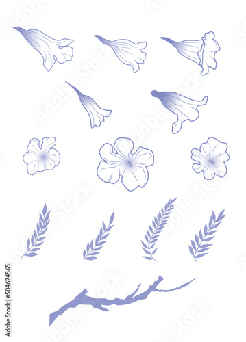 Set of Jacaranda flowers and leaves. Vector illustrations isolated on a white background. photo