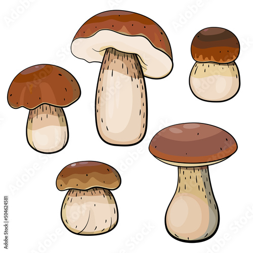 porcini mushrooms collection