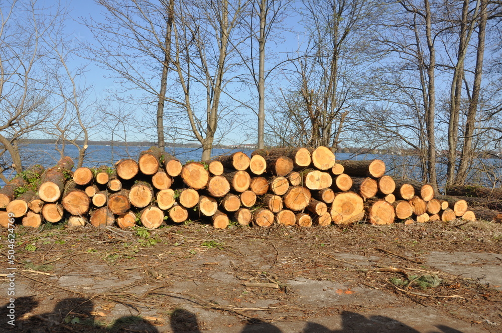 Troncos de madera apilados.