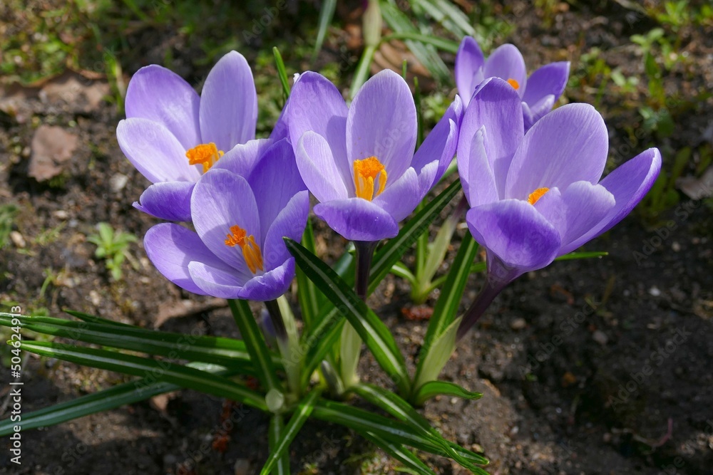 Flowering spring crocus (Crocus vernus) in April Flowering spring crocus (Crocus vernus) in April