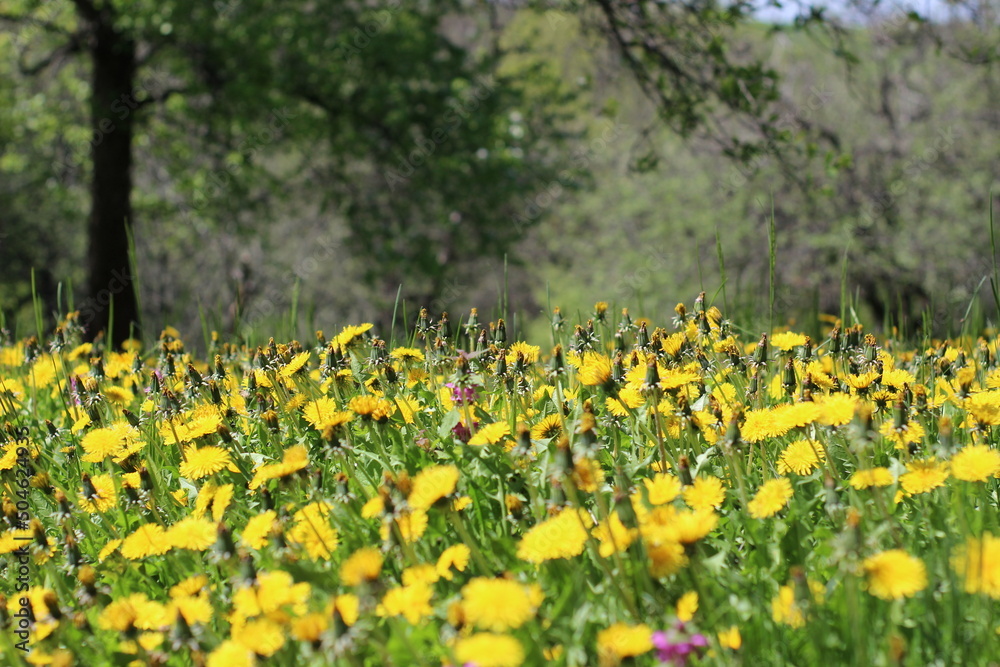 Obraz premium blooming yellow dandelions