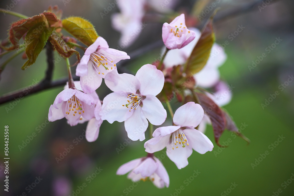 Soft focus Cherry Blossom or Sakura flower. Close up macro. Soft focus Cherry Blossom or Sakura flower. Close up macro.