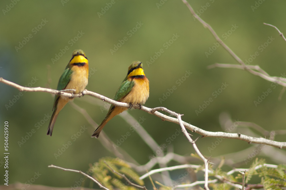 Little bee-eaters Merops pusillus on a branch. Langue de Barbarie National Park. Saint-Louis. Senegal.