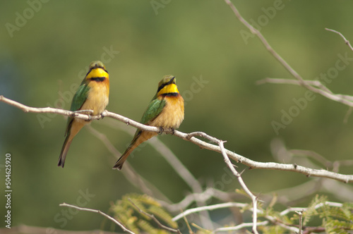 Little bee-eaters Merops pusillus on a branch. Langue de Barbarie National Park. Saint-Louis. Senegal. © Víctor