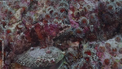 Painted greenling resting among strawberry anemones macro. photo
