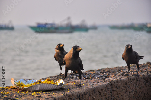 Crows and food on the shore of the ocean in Rameswaram, Tamil Nadu, India, Fabruary 2018 photo