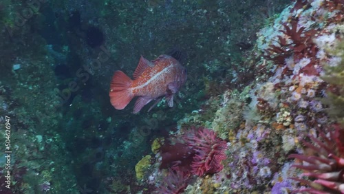  Vermilion rock fish hides out in crevice. photo