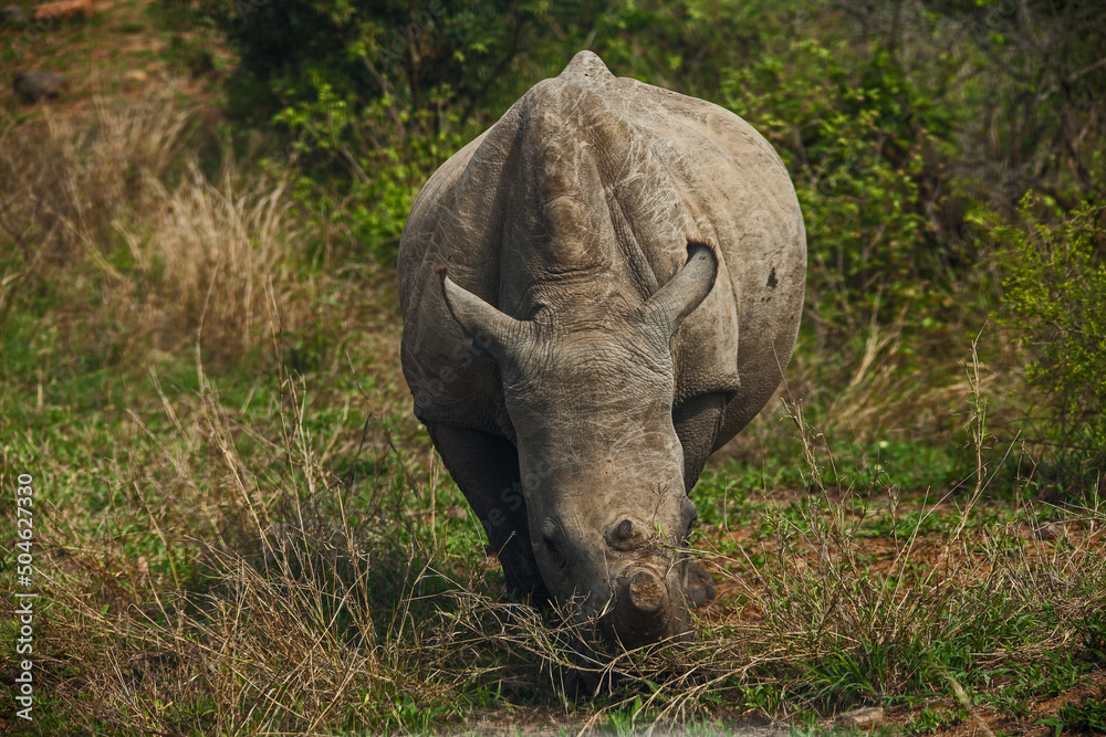 A dehorned White Rhino Ceratotherium simum 14780 A dehorned White Rhino Ceratotherium simum 14780