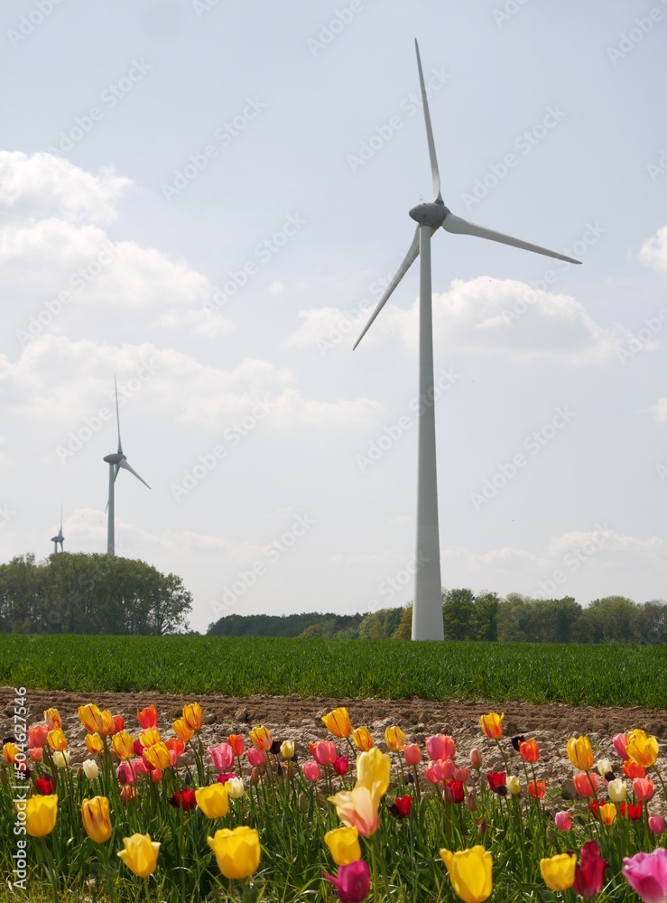 Champ de fleurs à couper au pied d'un parc éolien dans la campagne belge