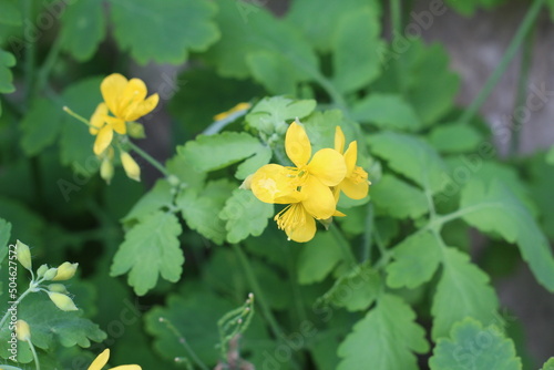 yellow wild flower