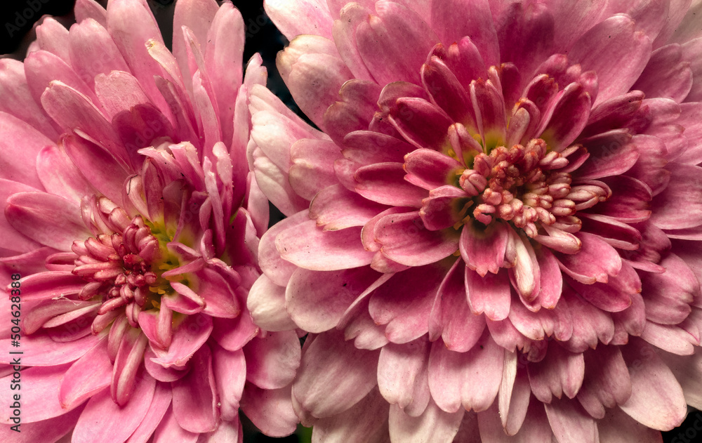 flowers, macro, plants, decoration flowers, macro, plants, decoration