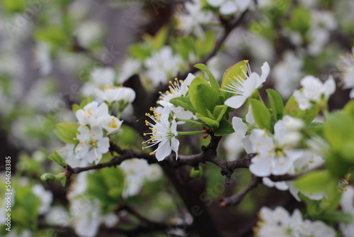 cherry blossoms