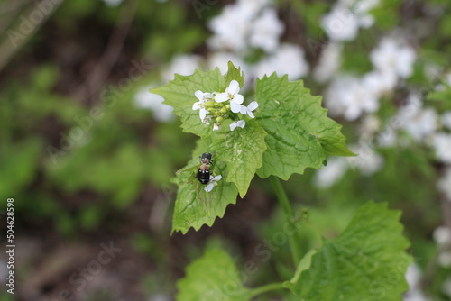 white wild flowers with a beetle