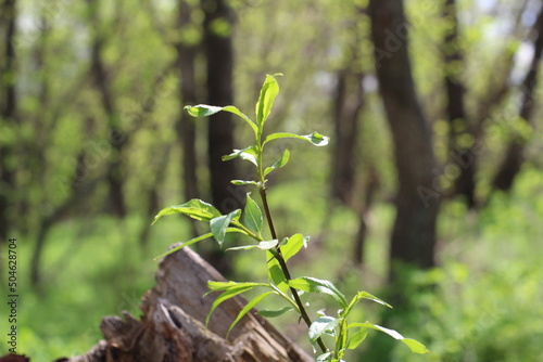 spring bush