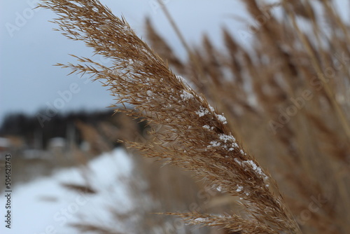 swamp plant in winter
