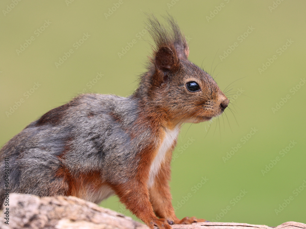 Fototapeta premium squirrel