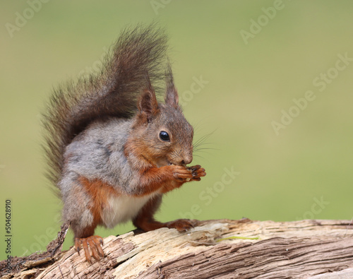 Photography squirrel