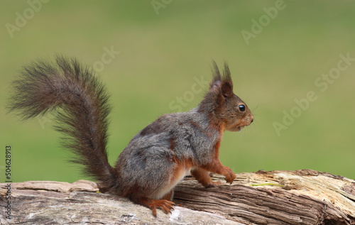 squirrel © John Sandoy