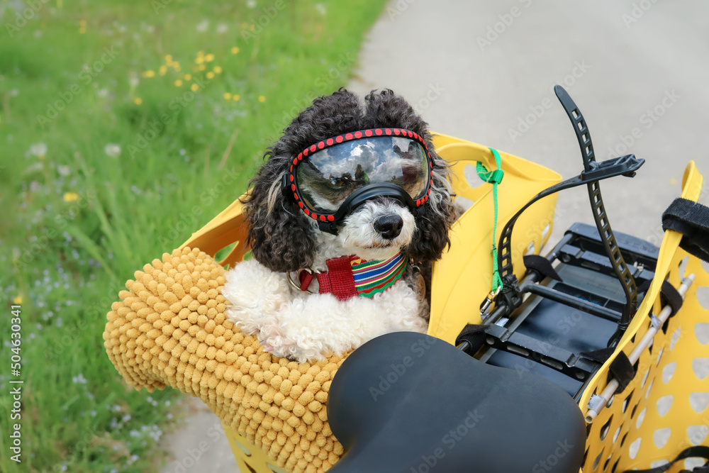 Dog in bike basket with goggles while looking at camera. Cute black and