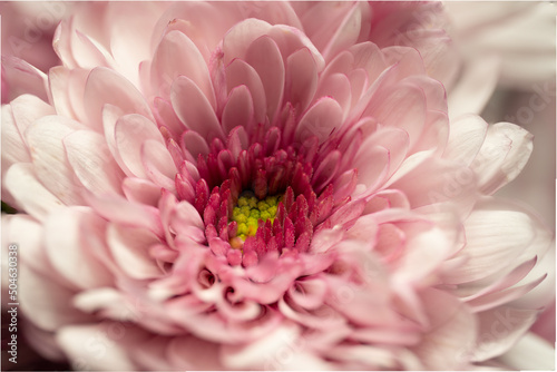 flowers, macro, plants, decoration