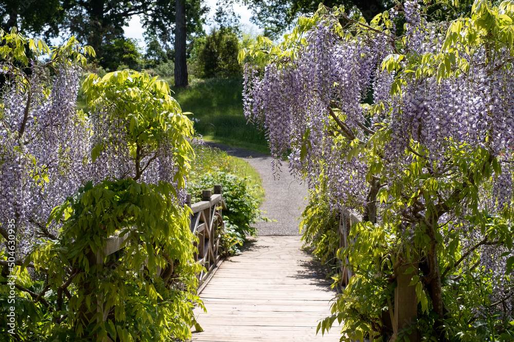 Purple flowered wisteria climbing over a bridge at RHS Wisley, flagship garden of the Royal Horticultural Society, in Surrey OK. Purple flowered wisteria climbing over a bridge at RHS Wisley, flagship garden of the Royal Horticultural Society, in Surrey OK.