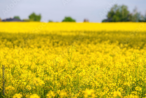 field of yellow rapeseed in spring