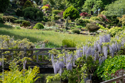 Purple flowered wisteria climbing over a bridge at RHS Wisley, flagship garden of the Royal Horticultural Society, in Surrey OK.