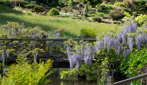 Purple flowered wisteria climbing over a bridge at RHS Wisley  flagship garden of the Royal Horticultural Society  in Surrey OK.