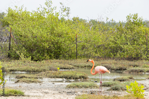 A pink flamingo arches it's neck in a marsh against green trees on the island of Bonaire in the Caribbean photo