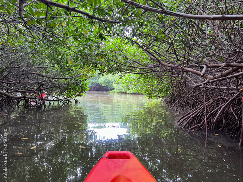 View from an orange kayak paddling through a canopy of mangroves on the island of Bonaire in the Caribbean Sea