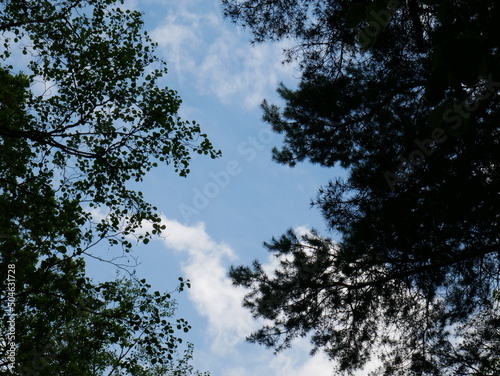 branches on a background of the blue sky in spring on a clear day