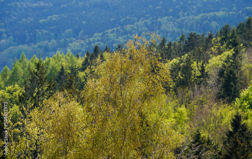 Landscape shot of a Bavarian wooded area at an altitude of 600 meters 