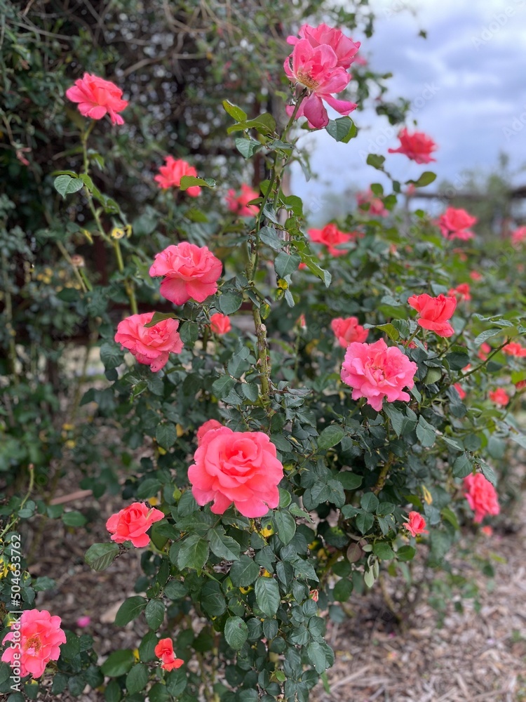 Fototapeta premium Roses in the garden