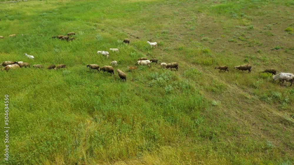 Drone overhead view of sheep and lambs herd moving. Top down view of sheep and lambs herd feeding on field. Taken from a drone, as goats graze in a field. Drone overhead view of sheep and lambs herd moving. Top down view of sheep and lambs herd feeding on field. Taken from a drone, as goats graze in a field.