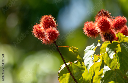 Annato plant also knows as urucum. This is a reddish-colored condiment derived from the Bixa Orellana tree. Gastronomy. Medicine. photo