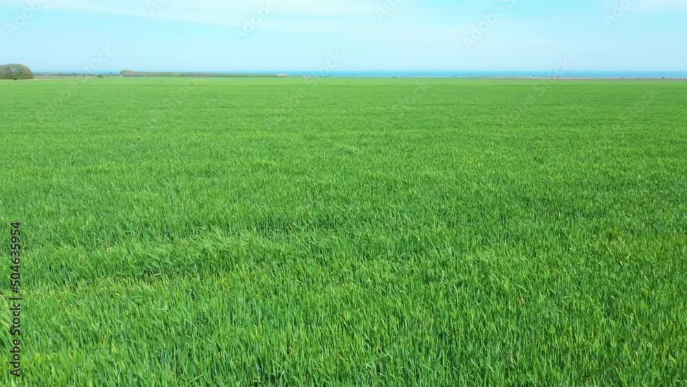 Aerial drone view of Greenfield from young wheat.Young green wheat swaying strongly in the wind. Amazingly beautiful endless fields of green grass go far to the horizon. Sideways movement. Agriculture Aerial drone view of Greenfield from young wheat.Young green wheat swaying strongly in the wind. Amazingly beautiful endless fields of green grass go far to the horizon. Sideways movement. Agriculture