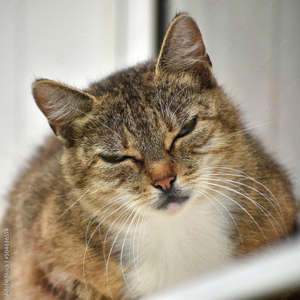 A domestic multi-colored cat lies napping on a windowsill in the open air on a spring day with slightly closed eyes, close-up.