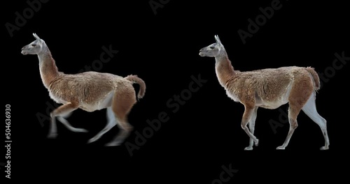 Set of guanaco running and walking realistic animation. Isolated animal video including alpha channel allows to add background. photo