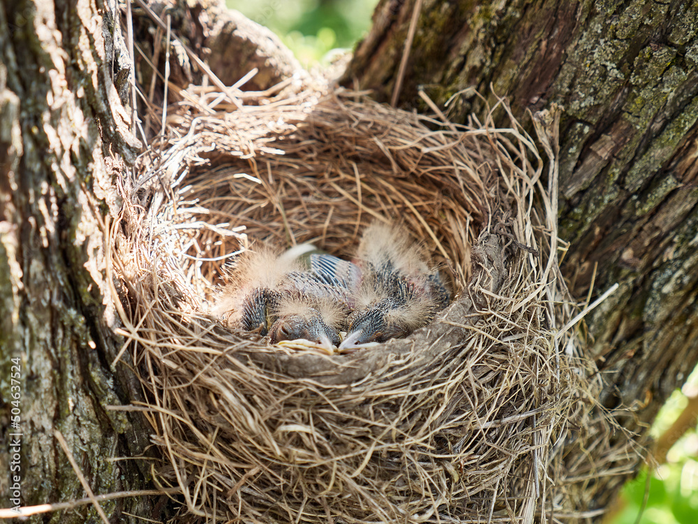 Nest with newborn blackbird chicks and egg. Natural selection and life of blackbirds in the wild. Nest with newborn blackbird chicks and egg. Natural selection and life of blackbirds in the wild.
