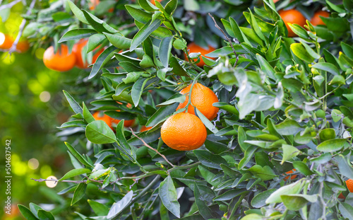 Orange Mandarins on the tree, Tangerine plantation, rich of vitamin c fruit, selective focus