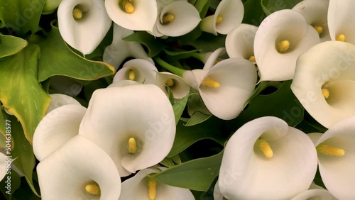 Calla Lilly (Zantedeschia hybrida) Flowers - Tracking Close-up
 photo