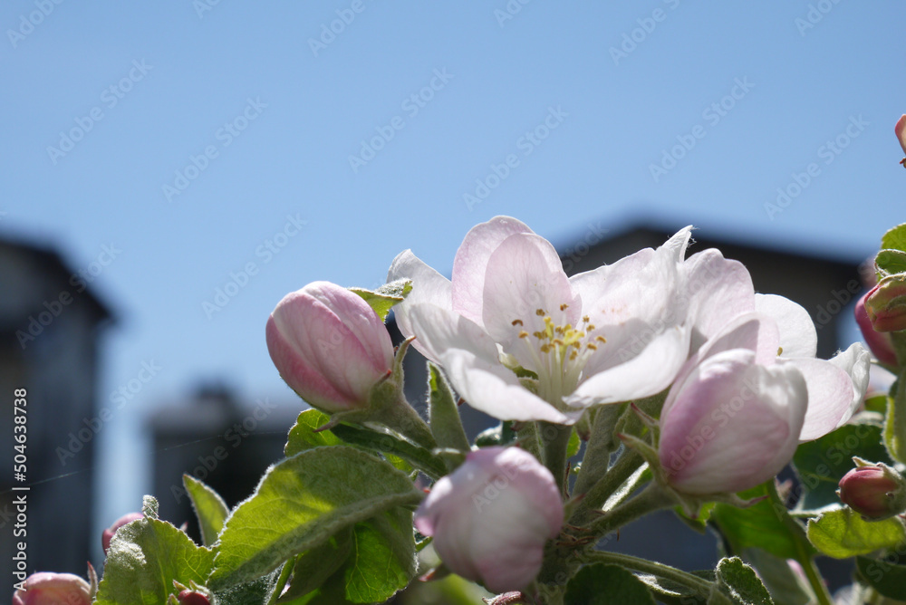 Kwitnące kwiaty jabłoni na gałęzi. Zbliżenie pachnących różowych kwiatów jabłoni. Wiosenne kwiatki na jabłonce.. - obrazy, fototapety, plakaty 