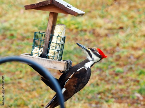 Photography A pileated woodpecker perched precariously on my backyard suet feeder in Forest, Virginia