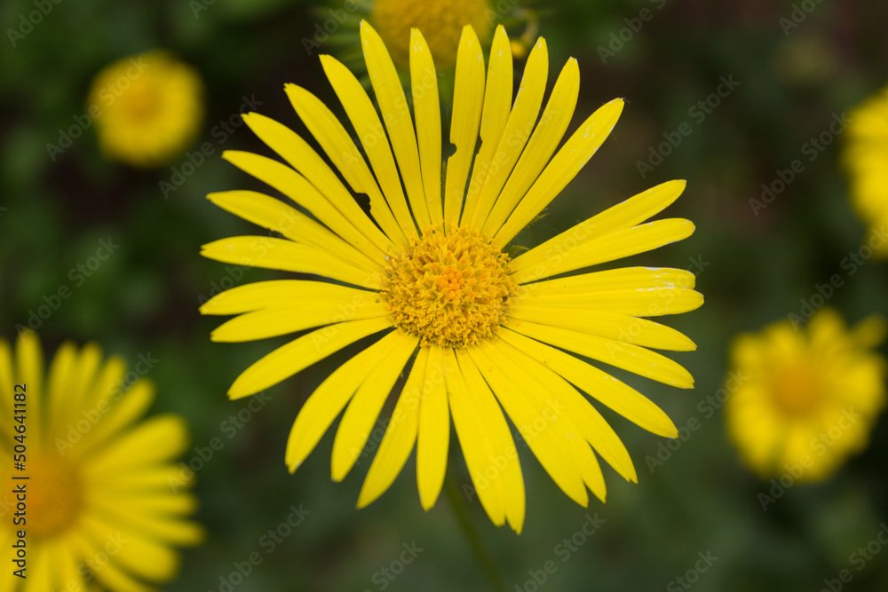Żółty kwiat nadjedzony przez owada. 