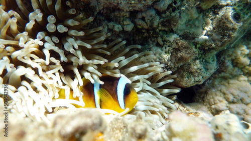 Clown fish amphiprion  Amphiprioninae . Red sea clown fish.