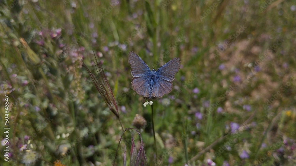 Fototapeta premium Mariposa azul (polyommatus icarus)