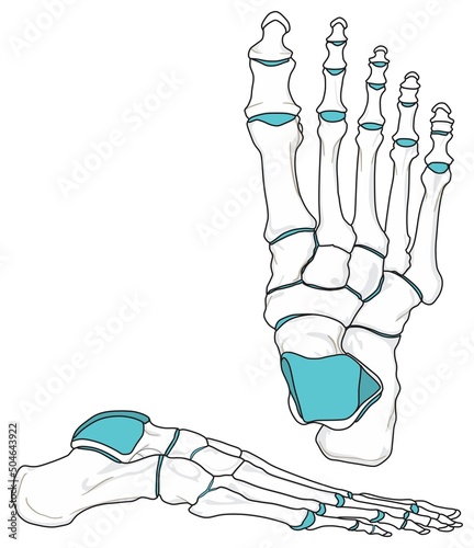 Human foot anatomy infographic diagram bones phalanges metatarsals tarsal names joints front lateral view cartoon vector drawing illustration for medical science education structure parts chart photo