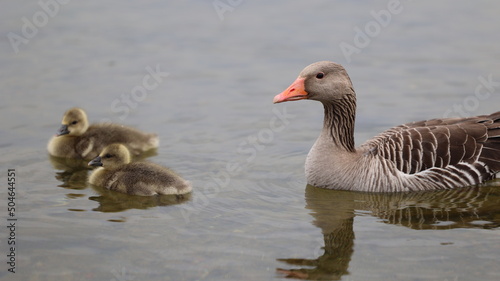 country goose and ducklings