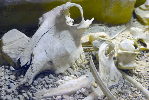 Skull and bones of a large animal. Remains after life. photo