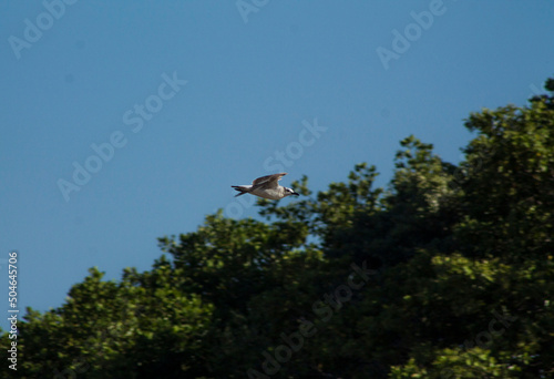gaviota volando